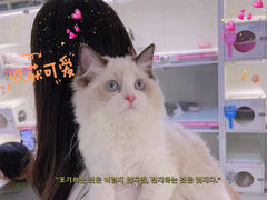 -lincat·猫舍(广州店)