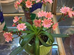 -双季花艺园艺市场(浦东店)