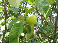 -青岛香格里拉中心办公大楼