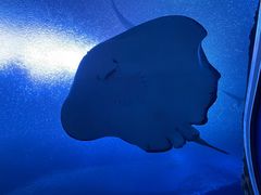 -珠海长隆海洋王国