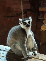 -Zoolung Zoolung动物主题公园(海信广场店)