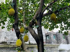 -东莞市可园博物馆