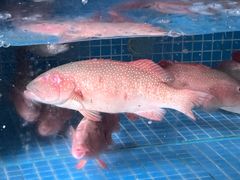 -马王堆海鲜水产市场