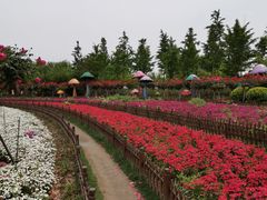 -荷兰花海