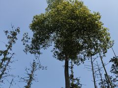 -青龙山国家森林公园