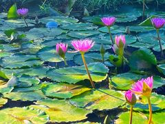 -东莞植物园