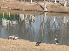 -西安浐灞国家湿地公园