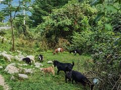 -武陵山森林公园