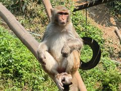 -西双版纳原始森林公园