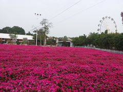 -广东花都香草世界旅游度假区