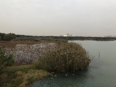 -贡湖湾湿地公园