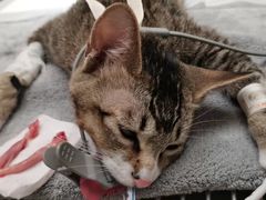 -凯特喵百思猫专科医院