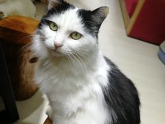 -猫亿天猫咖