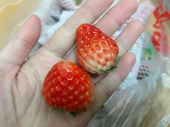 -菜园坝水果市场
