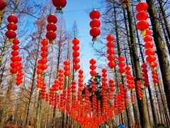-东平国家森林公园