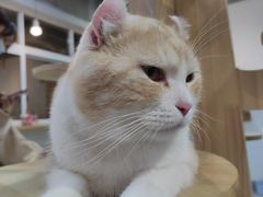 -Heymao猫咖.咖啡厅(东门店)