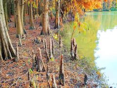 -上海海湾国家森林公园