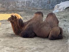 -石家庄市动物园