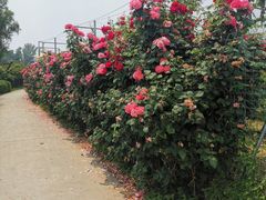 -意大利农场度假村