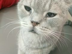 -喵园·猫主题咖啡厅·撸猫·猫咖(国贸店)