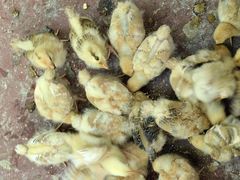 -马陆小张葡萄园农家乐