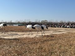 -盐城丹顶鹤湿地生态旅游区