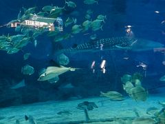 -烟台海昌鲸鲨海洋公园