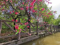 -南汇桃花村