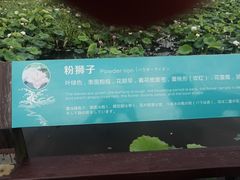 -荷塘月色湿地公园·向阳花洲