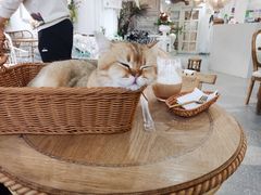 -共舞时光猫咖·狗咖(新街口店)