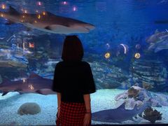 -烟台海昌鲸鲨海洋公园