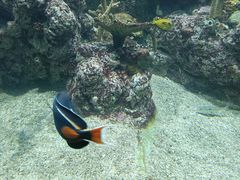 -西雅图水族馆