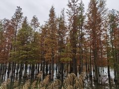 -白鹭湾湿地公园