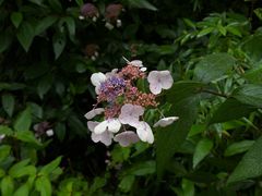 -武陵山森林公园