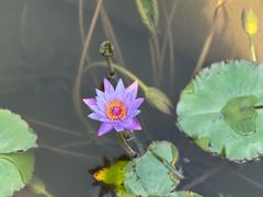-海珠湖公园