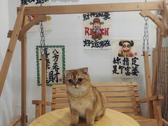 -楼上猫咖(罗湖店)