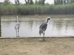 -盐城丹顶鹤湿地生态旅游区