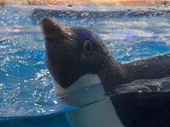 -海合安武汉极地海洋公园