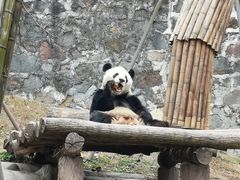 -都江堰中华大熊猫苑