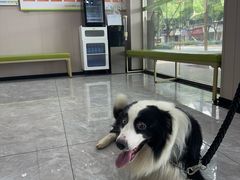 -瑞鹏宠物医院·骨外科·心肾科·肿瘤科(九亭店)