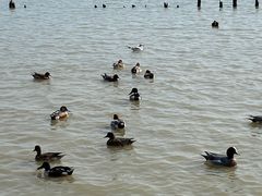 -深圳湾公园(南山区)