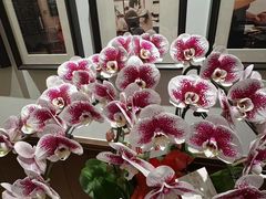 -九龙餐厅(大沽路店)