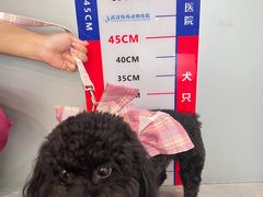 -伟伟宠物医院·CT影像中心·瑞派犬猫综合性门诊(汉口总院)