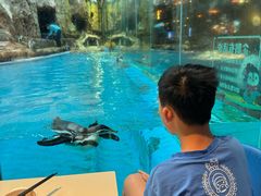 -帝企鹅自助餐厅•儿童岛•真企鹅(长隆企鹅酒店)