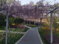 -嘉定紫藤园