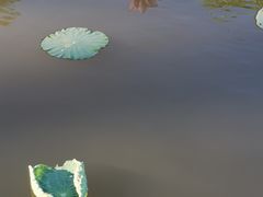 -大湾区中央湿地公园