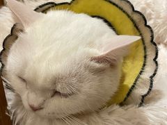 -猫咖时代(中山亭店)