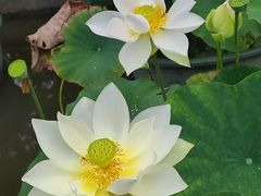 -金山公园