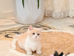 -艾贝尔宠物医院·狂犬免疫点(江山金象城店)
