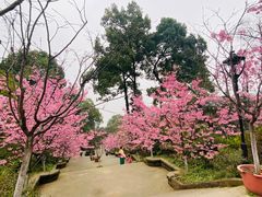 -南山植物园